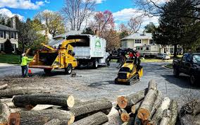 Tree and Shrub Care in Holmes Beach, FL